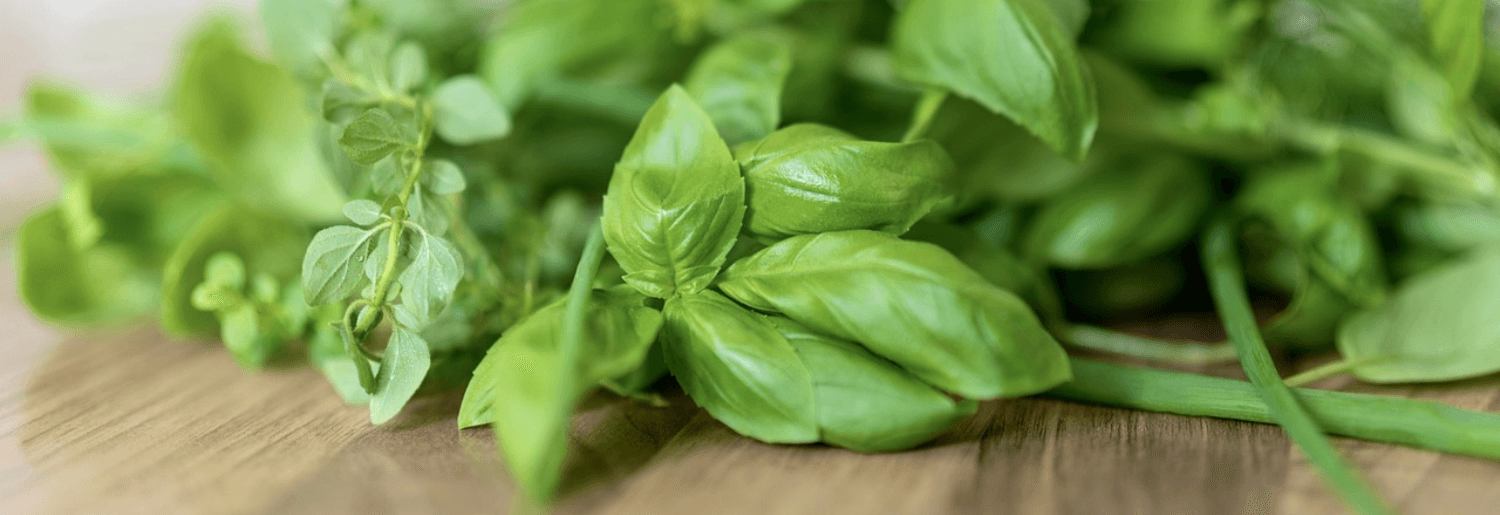 Zoom sur une herbe aromatique qui sent bon l'été : le Basilic