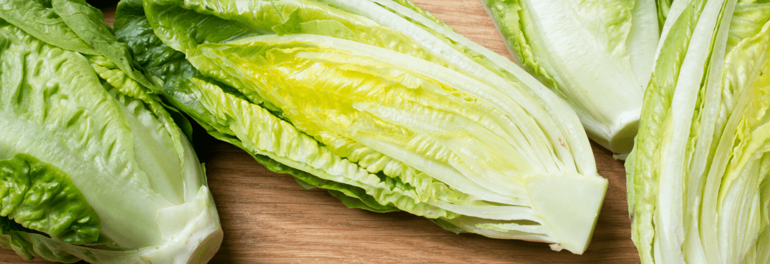 Zoom sur : la salade romaine