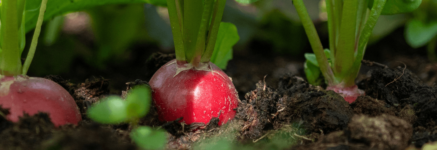 Légume de Printemps : le radis