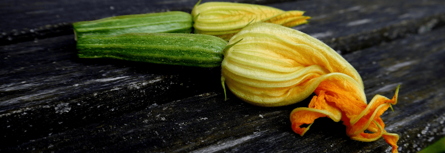 Zoom sur… La Courgette !