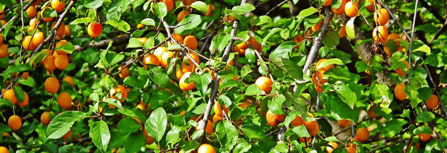 Fête de la Mirabelle ! 